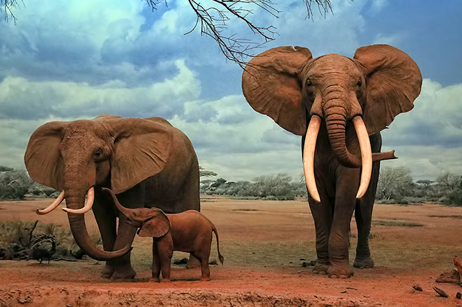 非洲象.jpg